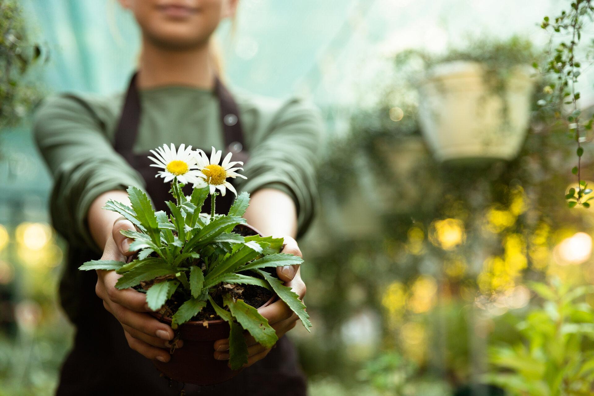 Abgeschnittenes Foto einer Gärtnerin im Gewächshaus, die eine Pflanze in die Kamera hält.